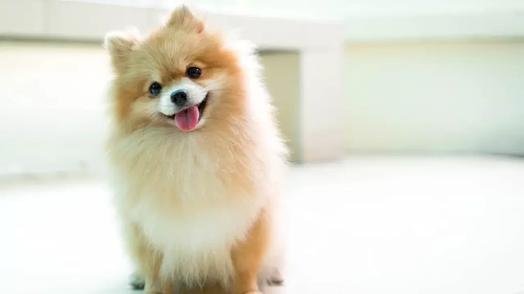 comportamento do lulu da pomerania
