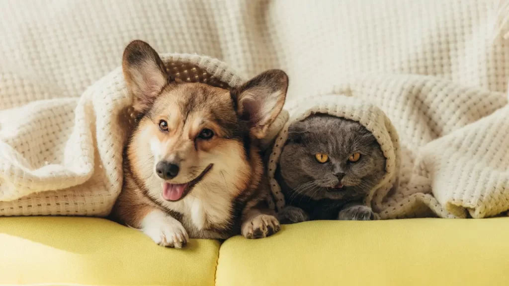 musicoterapia para pets idosos