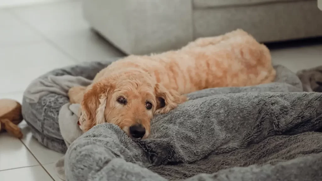 musicoterapia para pets idosos