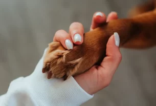 pets