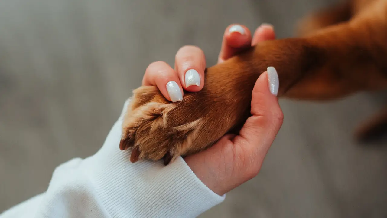 pets