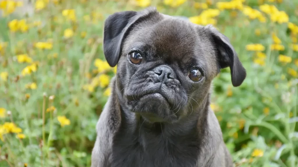 comportamento dos cães pequenos