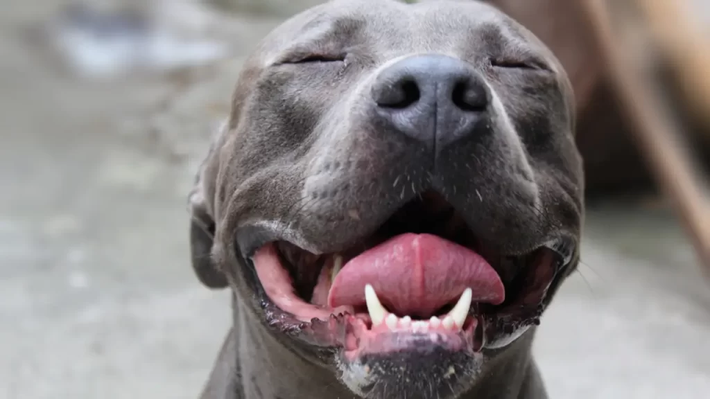 pets com câncer