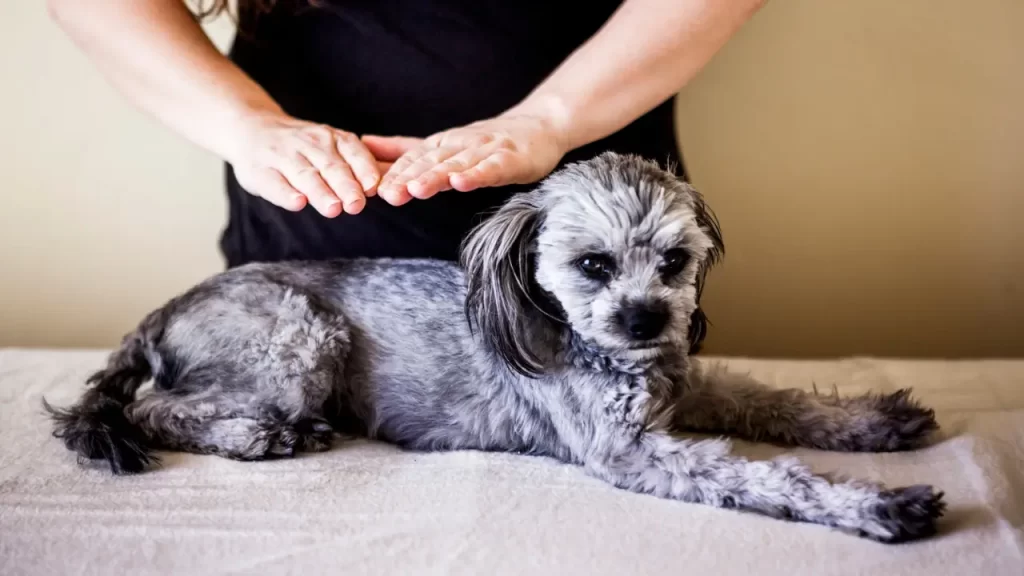 reiki para pets