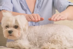 reiki para pets