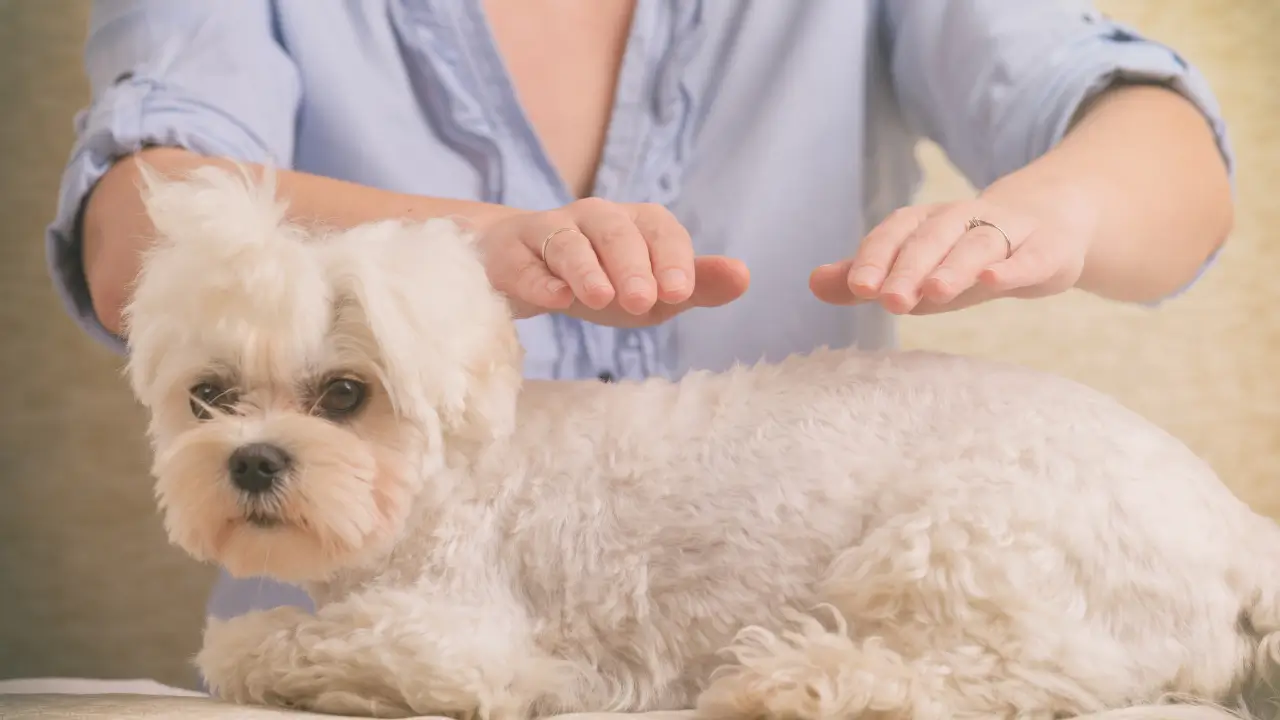 reiki para pets