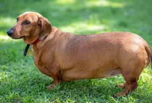 pets de pelo curto