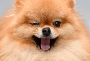 comportamento do lulu da pomerania
