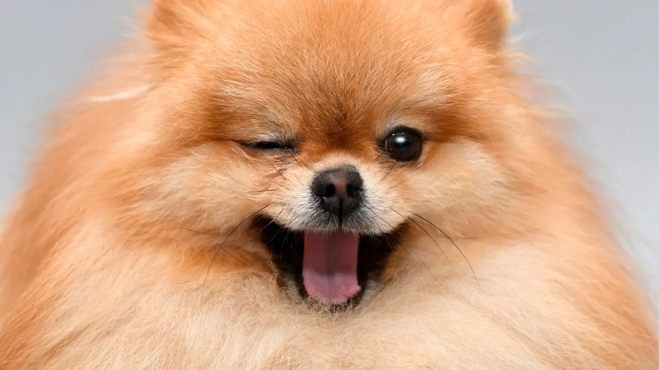 comportamento do lulu da pomerania