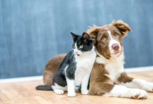 cuidado com seu pet