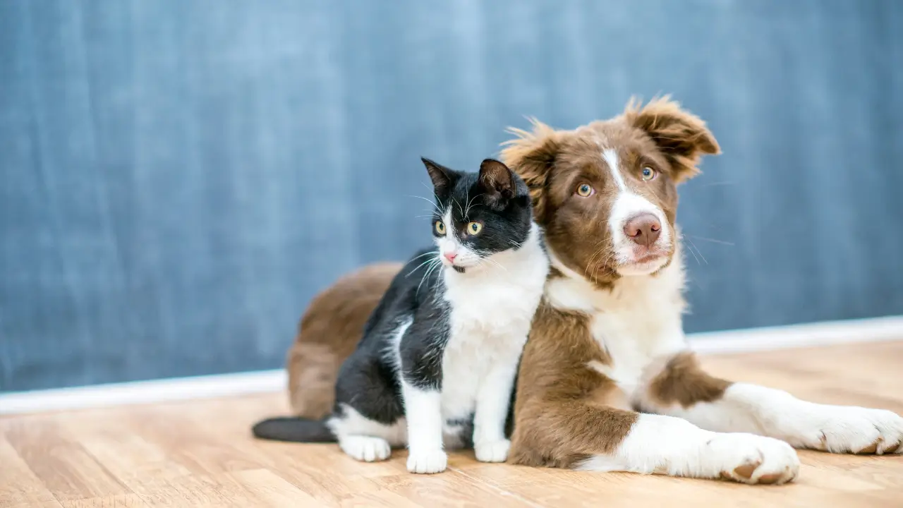 cuidado com seu pet
