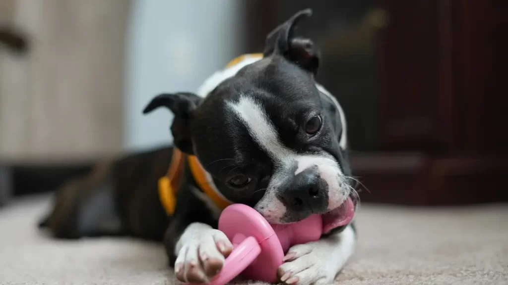 acessórios pet
