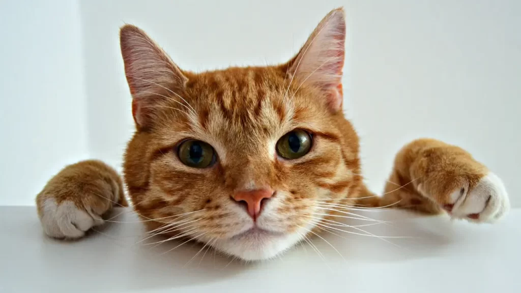 pets adotados