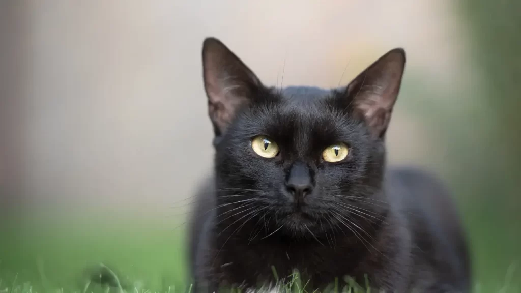 gato estressado
