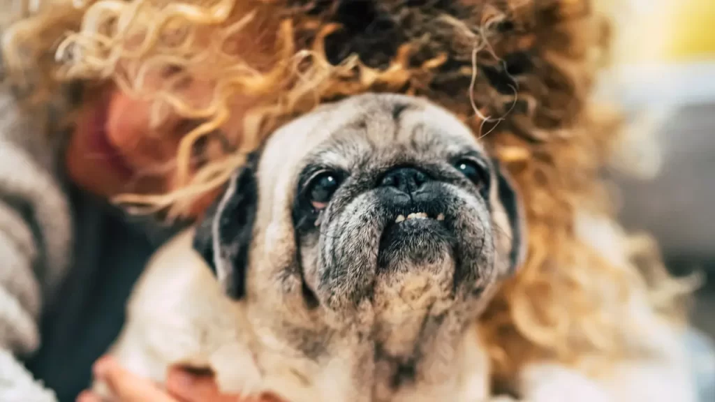 pet
