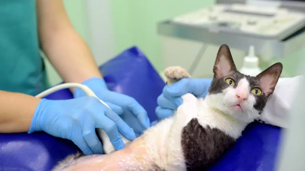 bem-estar do seu pet