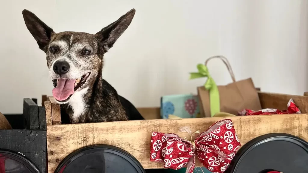 pet Srd