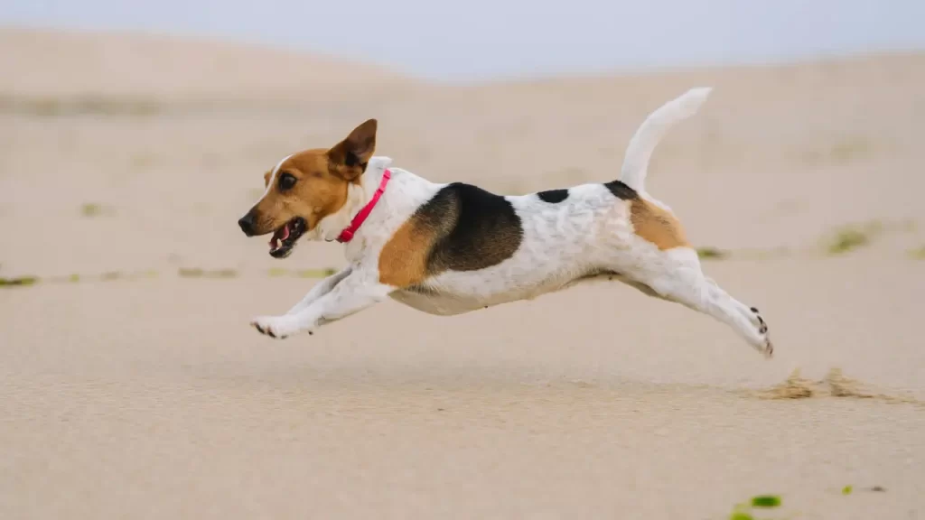 raças de pets