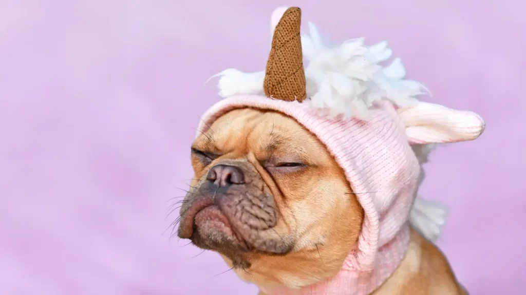 bulldog francês