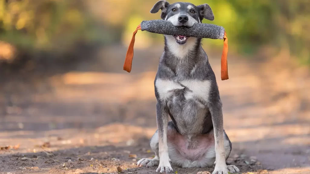 adestramento positivo