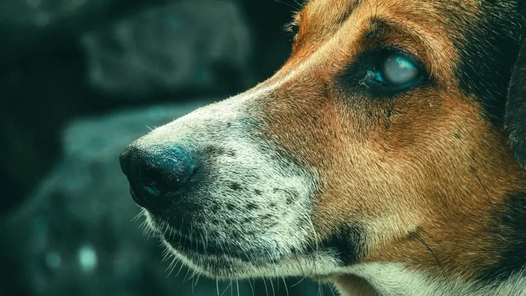 cachorro cego