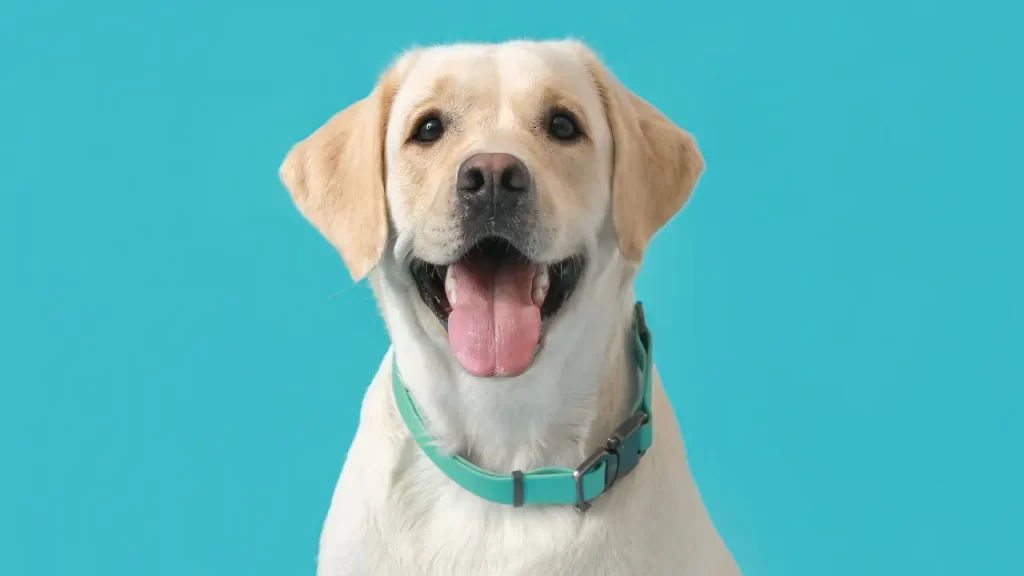acessórios pet