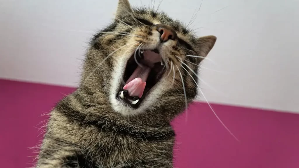 gatos derrubam objetos