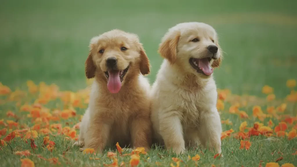 golden retriever