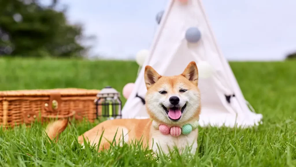 acessórios pet sustentáveis