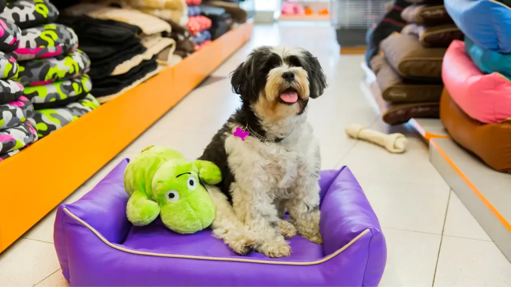 acessórios sustentáveis para pets